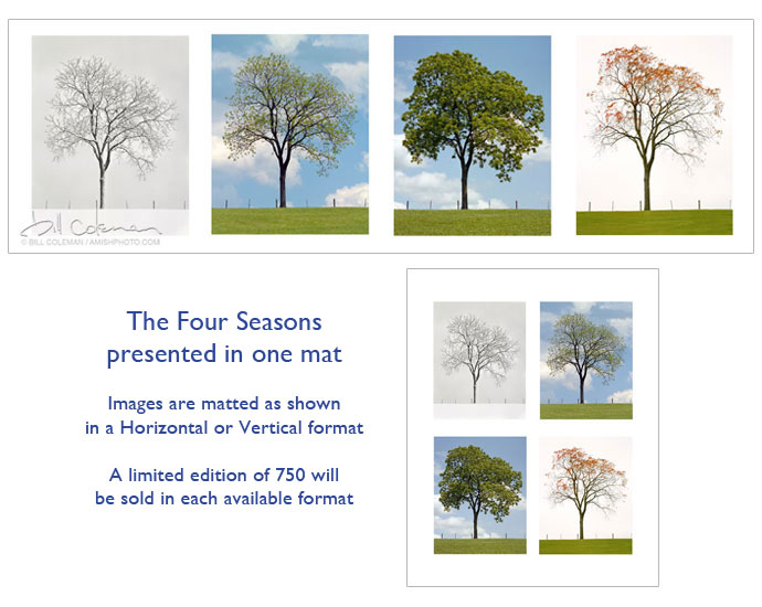 a lone tree photographed across four seasons